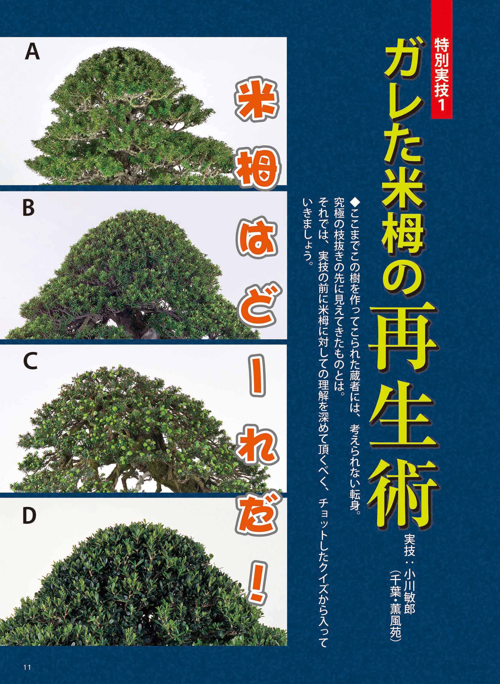 月刊「近代盆栽」2022年8月号 | 盆栽、盆栽書籍、盆栽鉢の通販│近代出版