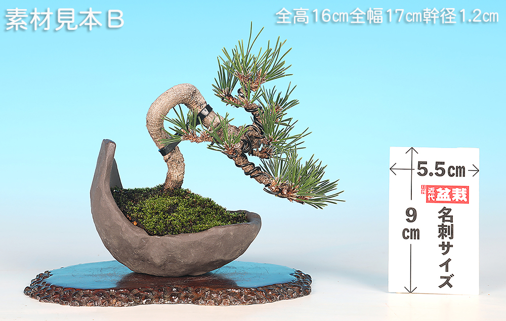 黒松〔千寿丸〕 | 盆栽、盆栽書籍、盆栽鉢の通販│近代出版