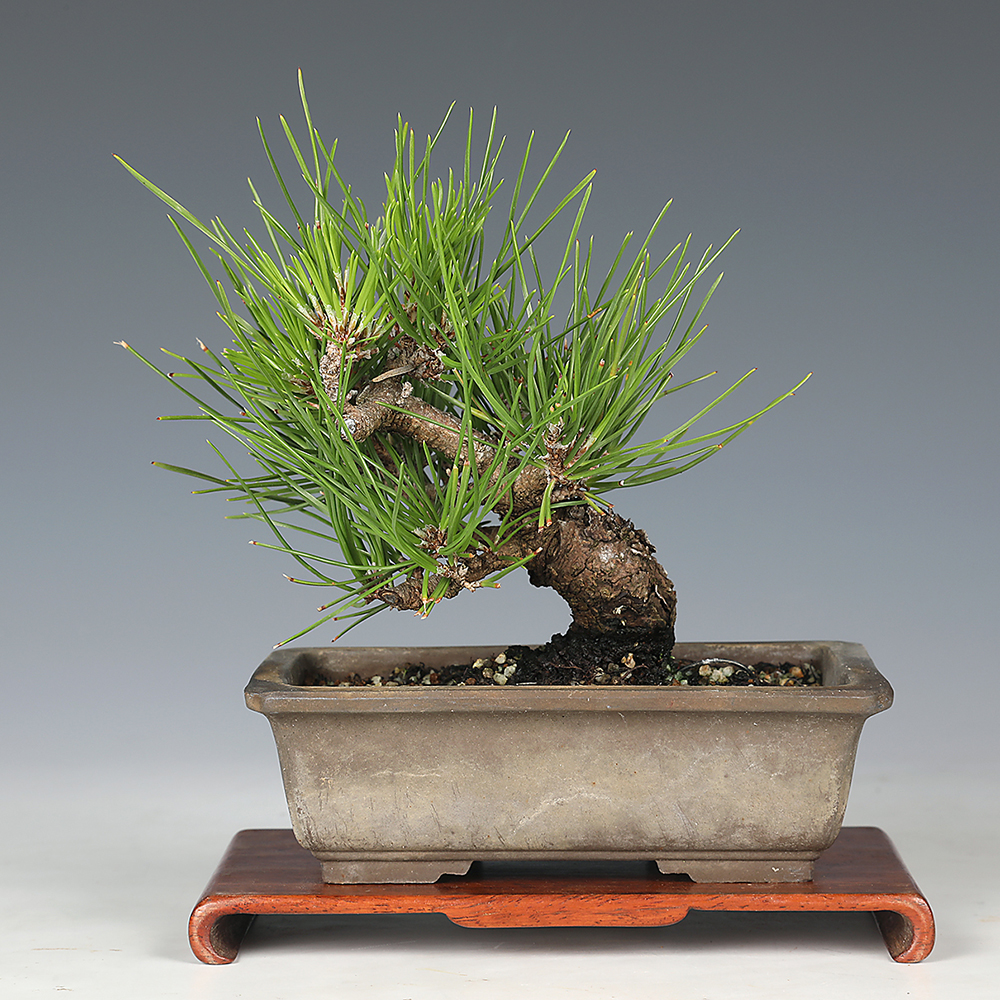 黒松 | 盆栽、盆栽書籍、盆栽鉢の通販│近代出版