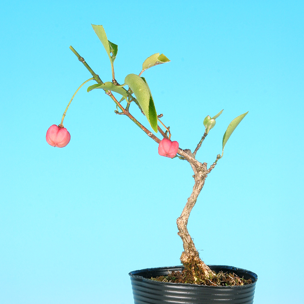 錦性まゆみ | 盆栽、盆栽書籍、盆栽鉢の通販│近代出版