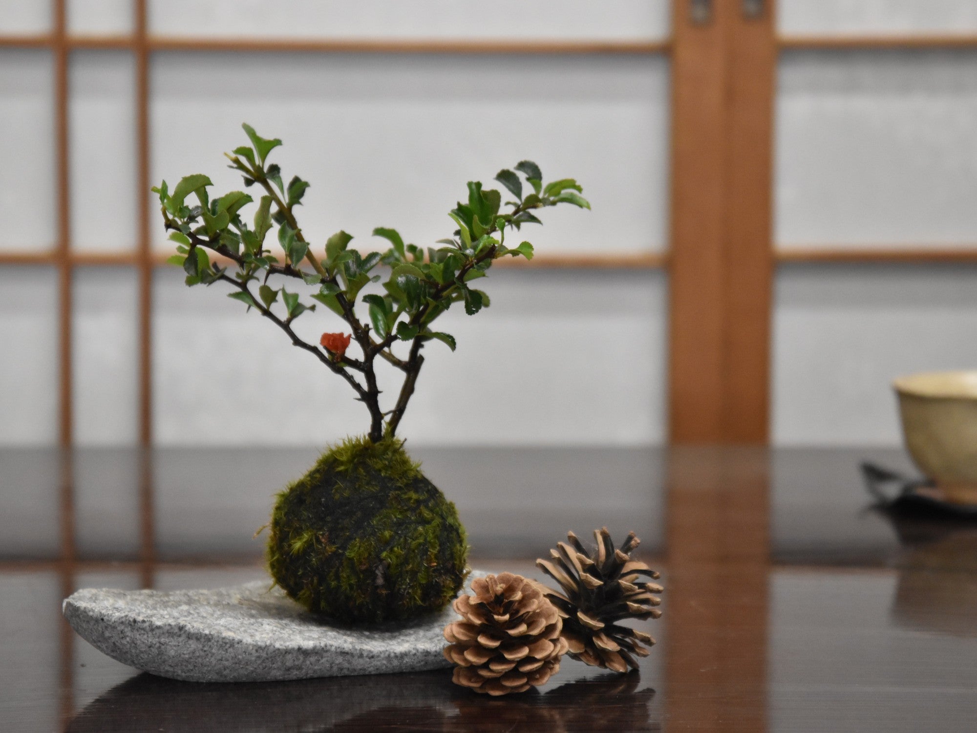 庵治石 小さいお皿 敷物 自然肌の販売｜盆栽妙 – 盆栽妙 本店