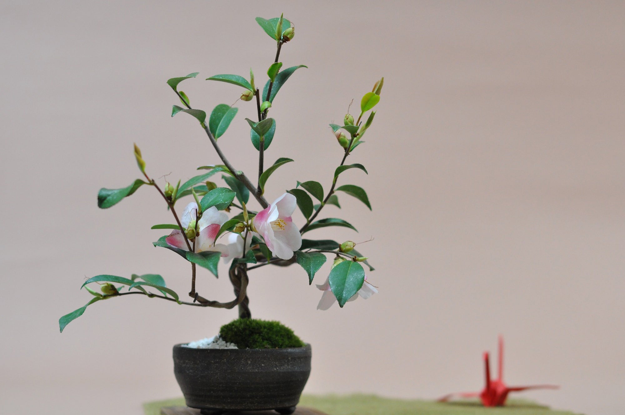 1056d05.jpg?v=1764827026&width