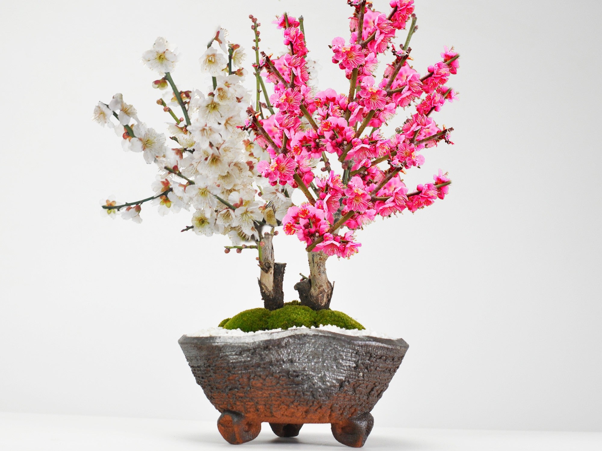 紅梅と白梅の二本植えの盆栽｜盆栽妙 – 盆栽妙 本店