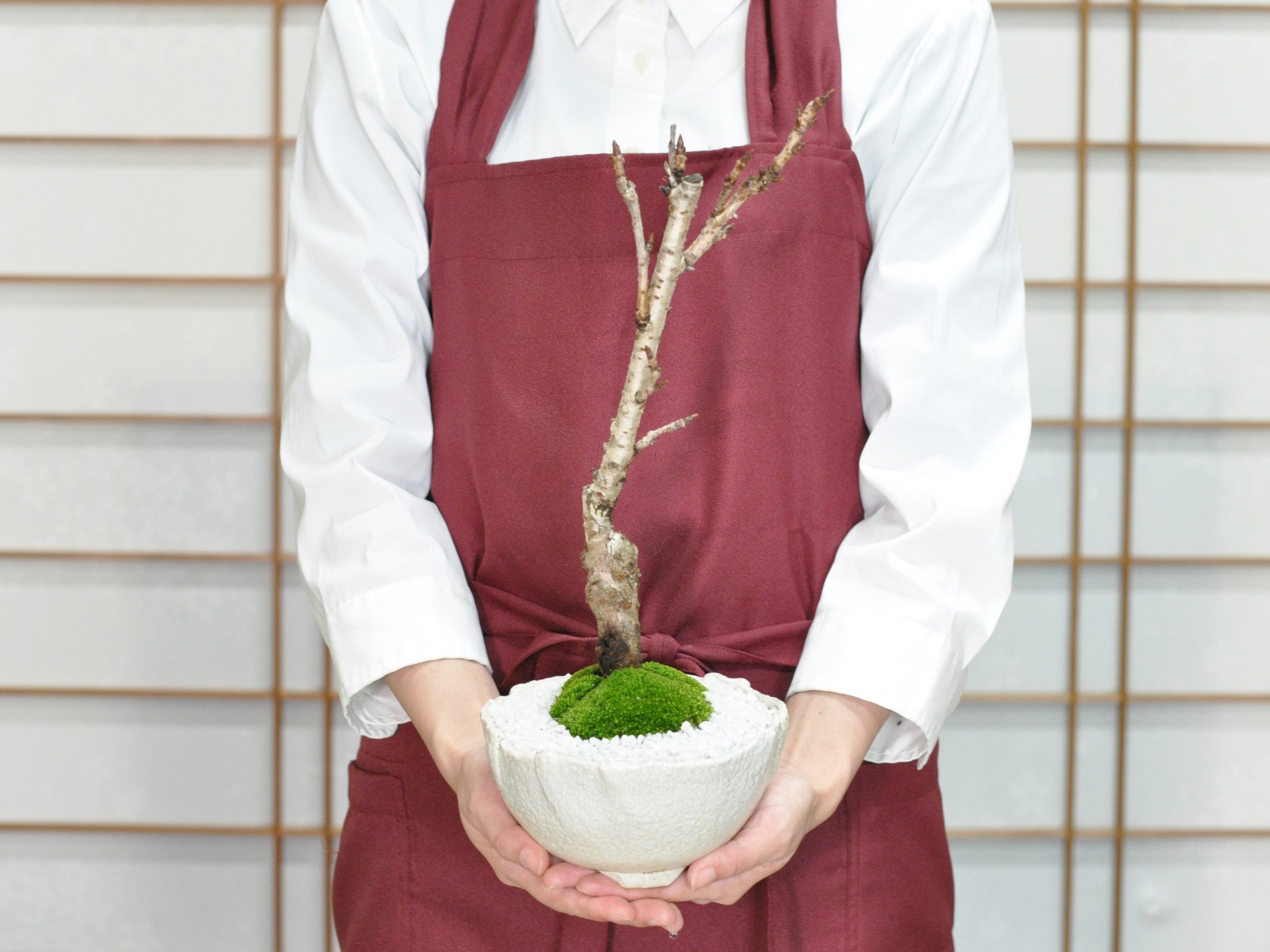 桜 楊貴妃の盆栽の販売｜盆栽妙 – 盆栽妙 本店