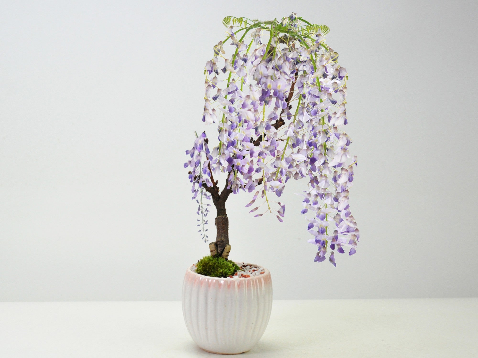 母の日】開花調整 5月に咲く藤 小サイズ 白桃モダン鉢の盆栽の販売