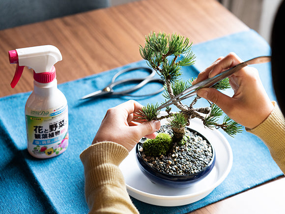 はじめての盆栽道具 シンプル4点セットを販売｜はじめる専門店 盆栽妙