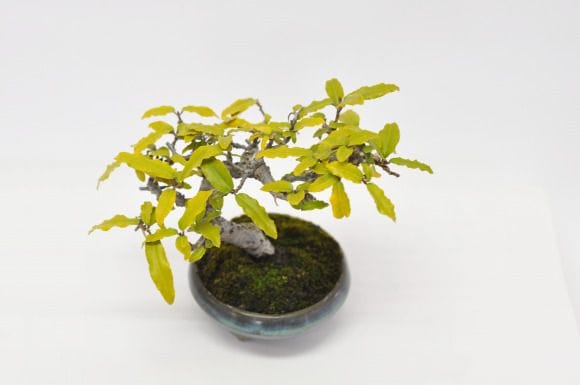 寒グミ 1点もの No.366の盆栽を販売｜通信教育の盆栽妙 – 盆栽妙 本店