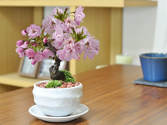 ミニ桜の盆栽 白波和鉢｜入門は盆栽妙 – 盆栽妙 本店