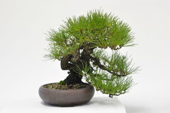 赤松 1点もの No.594の盆栽を販売｜はじめては盆栽妙 – 盆栽妙 本店