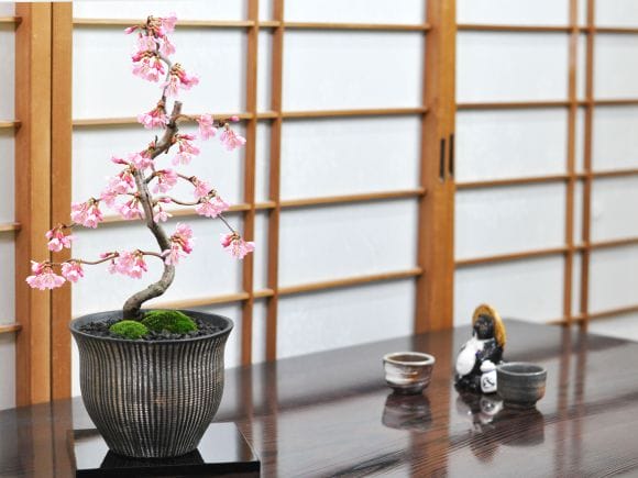 おかめ桜の盆栽を販売｜盆栽妙 – 盆栽妙 本店
