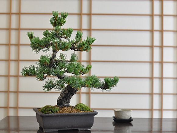 高松盆栽 五葉松 「威風堂々」を販売 ｜盆栽妙 – 盆栽妙 本店