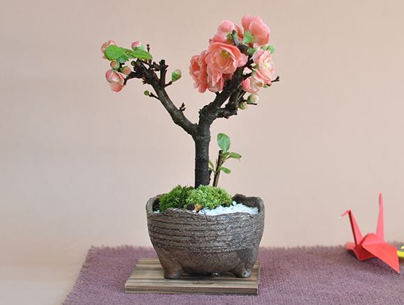 長寿楽の盆栽を販売｜盆栽妙 – 盆栽妙 本店