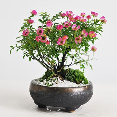 コレクション – Page 2 – 盆栽妙 本店