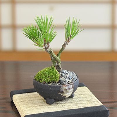 15号鉢(幅45～47cm)の販売｜盆栽鉢の盆栽妙 – 盆栽妙 本店