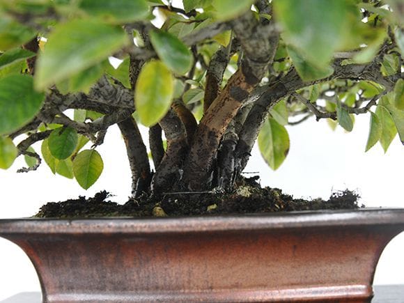 一点物 匠の盆栽】カリンの盆栽を販売｜盆栽妙 – 盆栽妙 本店