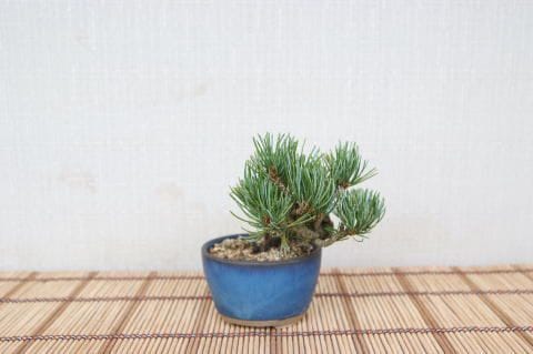 一点物 匠の盆栽】 五葉松 銀八房 No.108｜盆栽妙 – 盆栽妙 本店