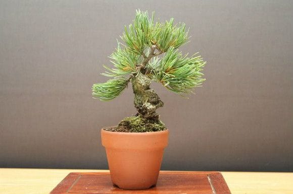宮島五葉松 小品盆栽 樹齢15年の一点物盆栽を販売｜盆栽妙 – 盆栽妙 本店