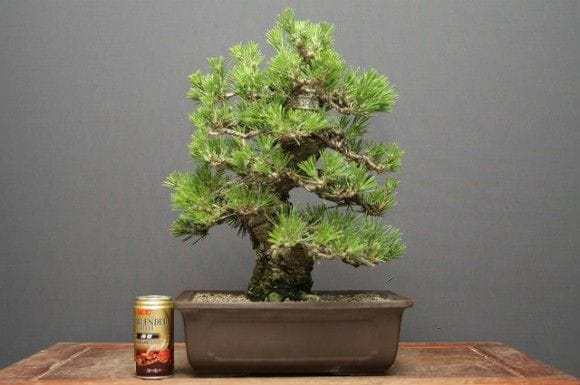 黒松 中品盆栽 樹齢25年の一点物盆栽を販売｜盆栽妙 – 盆栽妙 本店