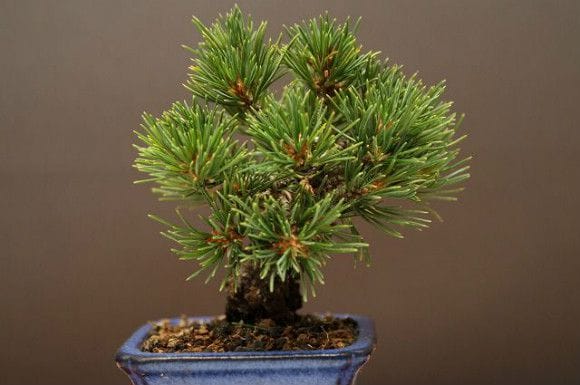 九重五葉松 豆盆栽 樹齢13年の一点物盆栽を販売｜盆栽妙 – 盆栽妙 本店