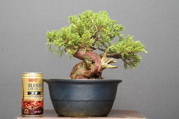 糸魚川真柏 小品盆栽 樹齢30年の一点物盆栽を販売｜盆栽妙 – 盆栽妙 本店