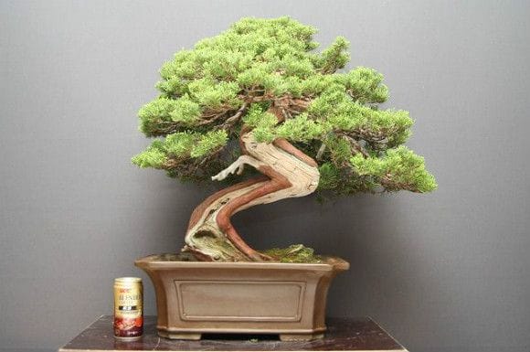 山採り真柏 中品盆栽 樹齢25年の一点物盆栽を販売｜盆栽妙 – 盆栽妙 本店