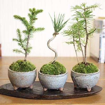 4号鉢(幅11～14㎝)の販売｜盆栽鉢の盆栽妙 – 盆栽妙 本店