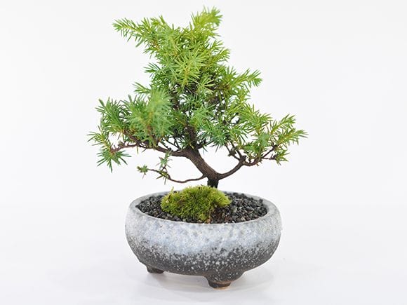 ミニ杜松の盆栽を販売｜盆栽妙 – 盆栽妙 本店