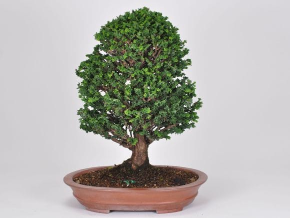 匠の盆栽】石化ヒノキ 1点もの No.255【平松浩二】の盆栽を販売｜盆栽