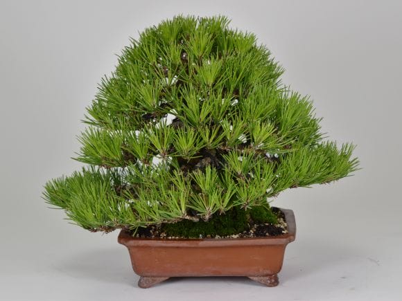 匠の盆栽】黒松 1点もの No.257【平松浩二】の盆栽を販売｜盆栽妙