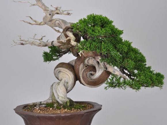匠の盆栽】真柏 1点もの No.254【平松浩二】の盆栽を販売｜盆栽妙