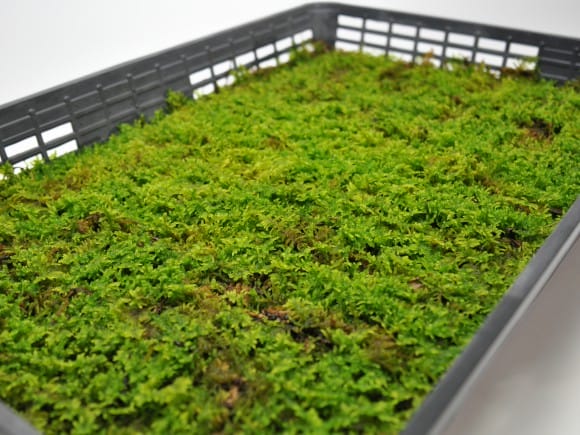 這苔(ハイゴケ)大トレー(5枚セット)を販売｜盆栽妙 – 盆栽妙 本店