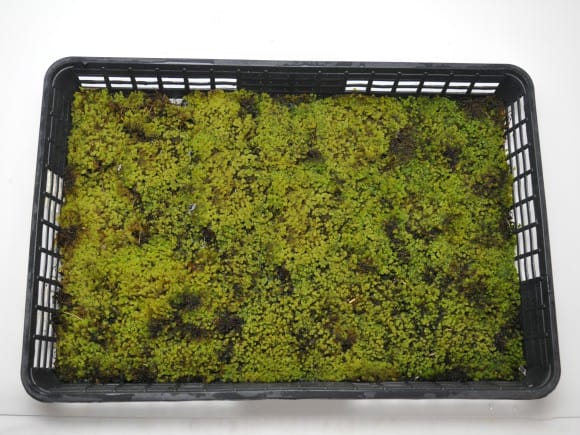 砂苔(スナゴケ)大トレー(5枚セット)を販売｜盆栽妙 – 盆栽妙 本店