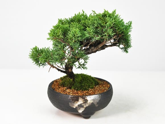 紀州真柏の盆栽を販売｜盆栽妙 – 盆栽妙 本店