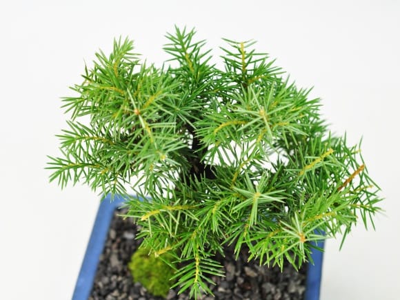 ミニ杜松の盆栽を販売｜盆栽妙 – 盆栽妙 本店