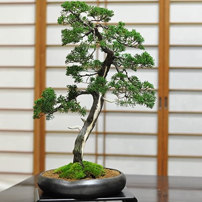 真柏 1点もの No.537の盆栽を販売｜通信講座は盆栽妙 – 盆栽妙 本店