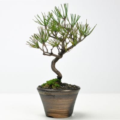 黒松 中品盆栽 樹齢30年の一点物盆栽を販売｜盆栽妙 – 盆栽妙 本店