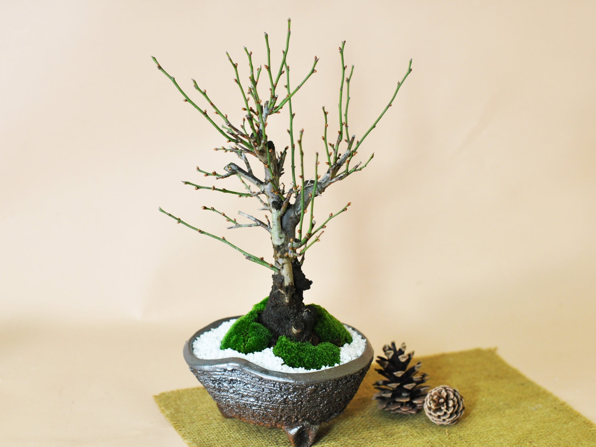 野梅の盆栽を販売｜入門は盆栽妙 – 盆栽妙 本店