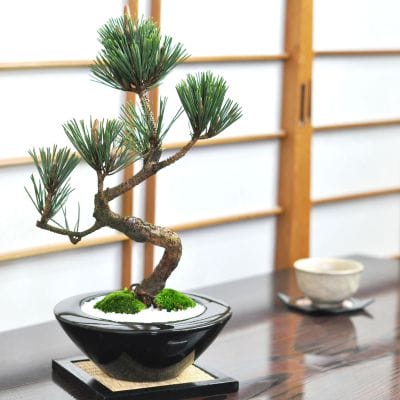 松盆栽 松柏類のミニ盆栽販売｜盆栽妙 – 盆栽妙 本店