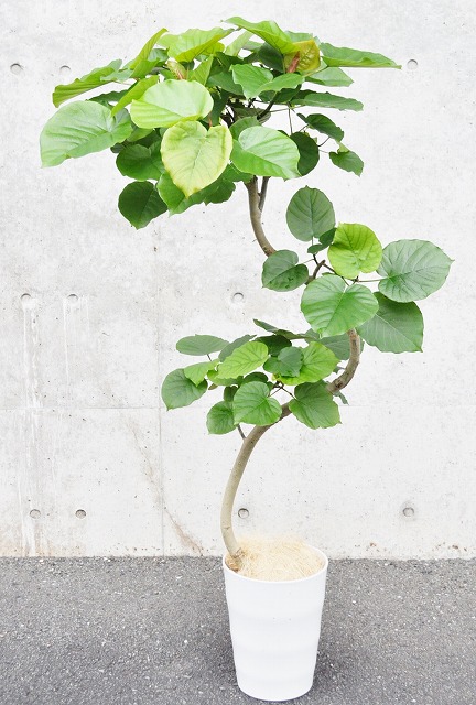 フィカス・ウンベラータ