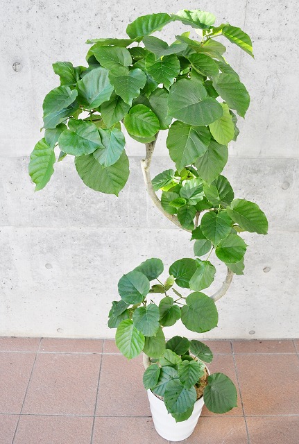 フィカス・ウンベラータ