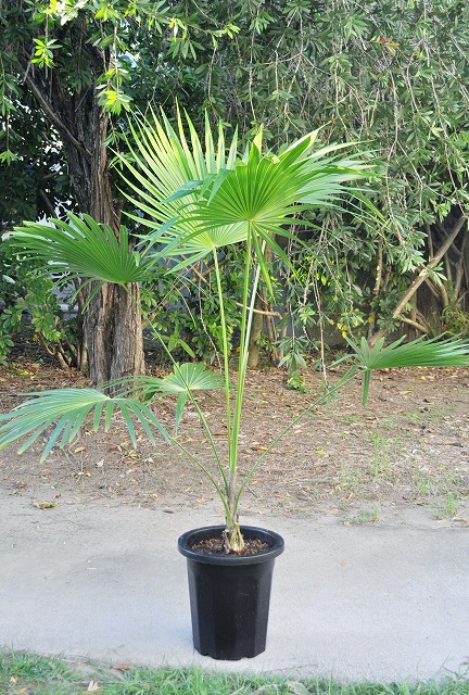 スリナックス(トリナックス)