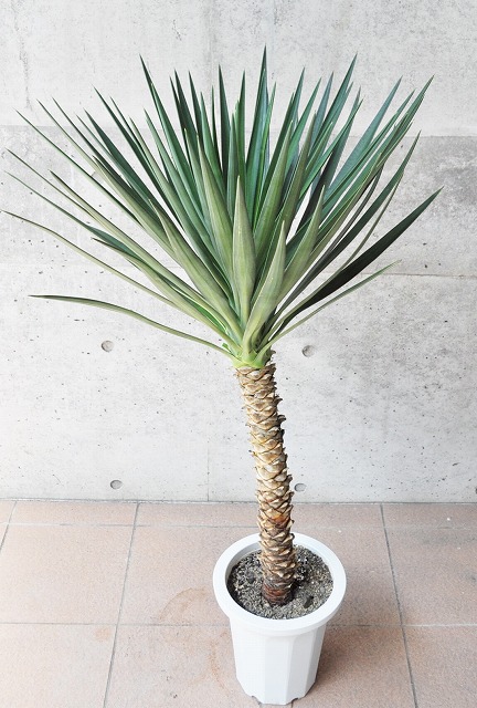 ユッカ（青年の木）