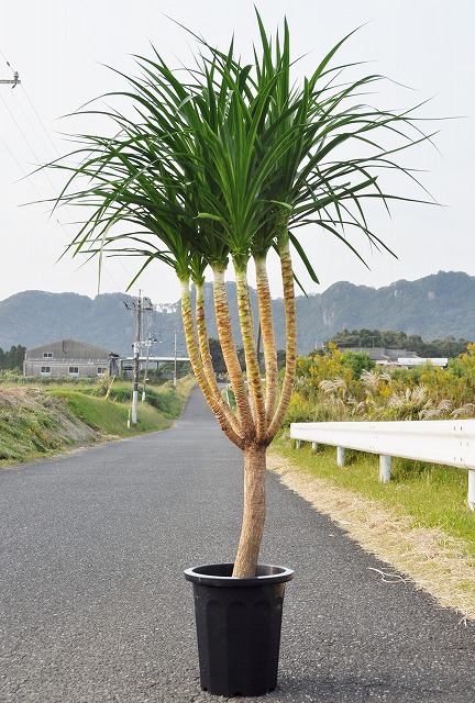 ドラセナ・カンボジアーナ