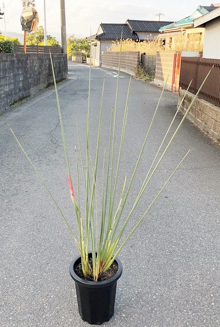 ノンリーフ・ストレリチア（ストレリチア・ユンケア）