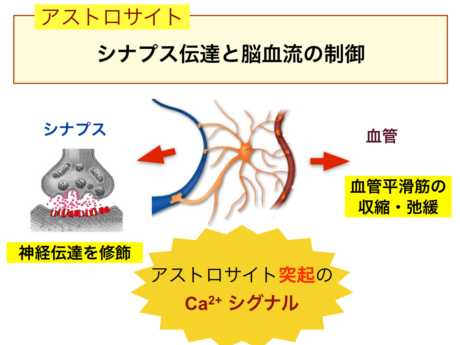グリア細胞｜一般社団法人 日本生物物理学会
