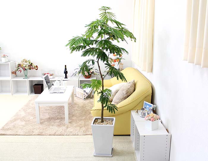 送料無料のエバーフレッシュ 10号｜ブルーミングスケープ 観葉植物