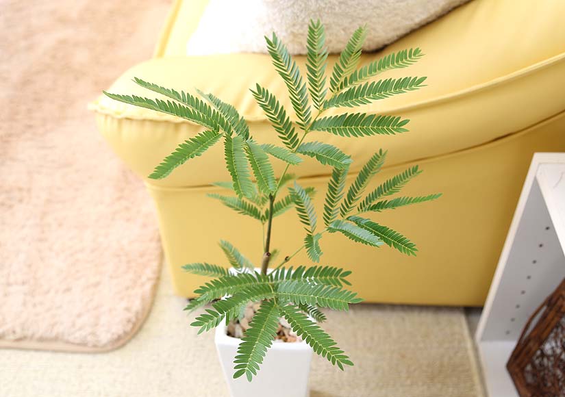 エバーフレッシュ 5号 陶器鉢 通販 販売｜観葉植物のブルーミングスケープ