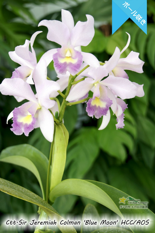 ブルー系中輪ボール咲きカトレア】Ctt.Sir Jeremiah Colman 'Blue Moon