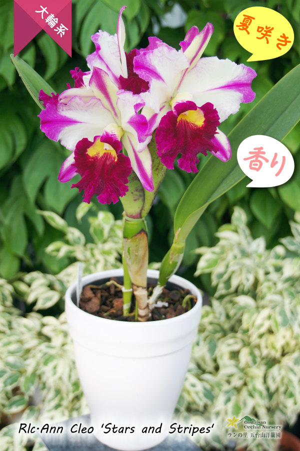 ド派手な夏カトレア】Rlc.Ann Cleo'Stars and Stripes'（交配種