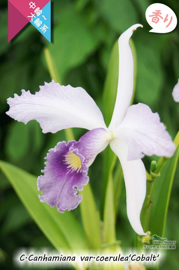 初夏咲きブルーカトレア】C.Canhamiana coerulea'Cobalt' カトレア